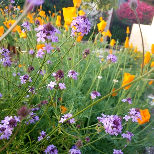 plantsorbust:verbena and poppies