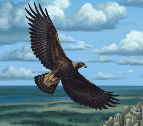 I think I’ve arrived at a tentative finish for the golden eagle illustration, 5+ adjustment layers l