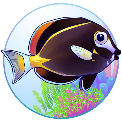 Tangs, also known as surgeonfish because of the sharp scalpel they wield near the end of their tail,