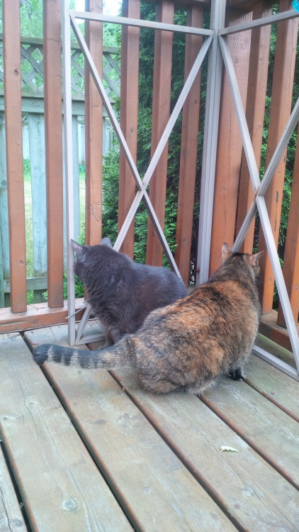 Berlin (right) has come to help Bella (left) investigate (submtited by @and-away-she-goes)