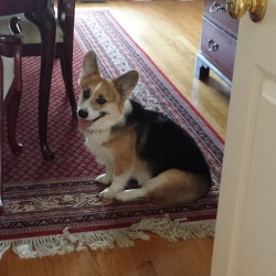 baconthecorgi:  Ham: I sit rite herr and wait fur mines grandma tur giff me uh treat. It work one time awreddy.