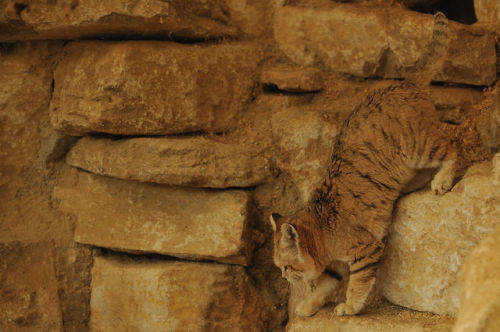 mr-popinfresh:  ternpest:Sand Cat (Anne-Marie Kalus)   Who allowed this