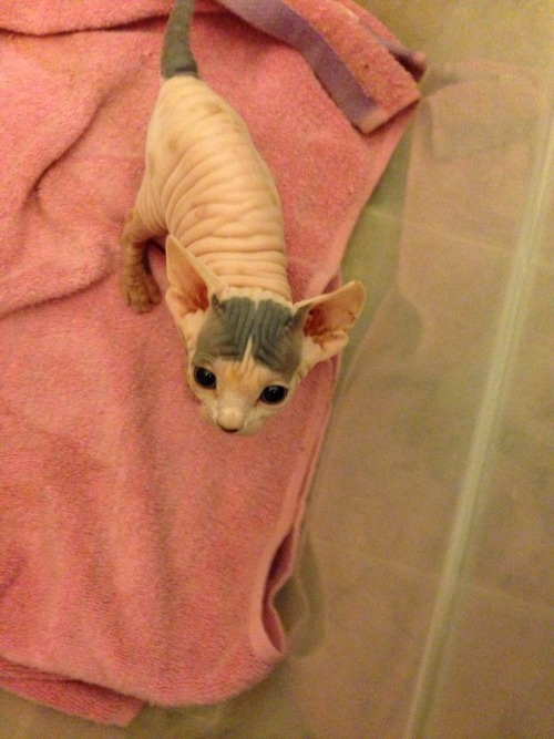 abiatoalo:catsrfly:Our kitten, Kira! She’s four weeks old and we just put down her deposit!!I WANT O