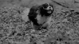 hauntedfoxway:victoria › season 1 › the clockwork princedo you like gardens, albert? i prefer forest