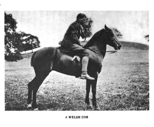A Welsh Cob Olive Tilford Dargan, 1913, The Welsh Pony, Boston.