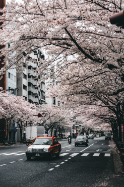 446i:Cherry Blossom Season　　　Instagram