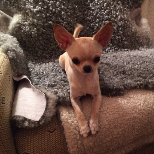 cutepuppiesandstuff:  www.BuyingAPuppy.com If you don’t adopt, at least buy smart!
