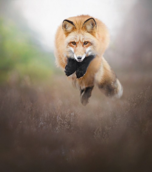 beautiful-wildlife: Jump by © AlicjaZmyslowska
