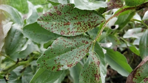 Chocolate spot disease of Faba bean (Vicia faba) is caused by the fungus Botrytis fabae.