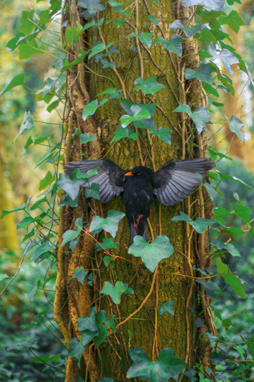 artofmaquenda:    “In order to see birds it is necessary to become a part of the silence.” ― Robert Lynd    