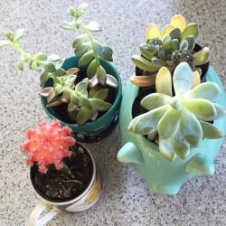 pvnkbaby:  New plants for my room 🌟 04.02.16 