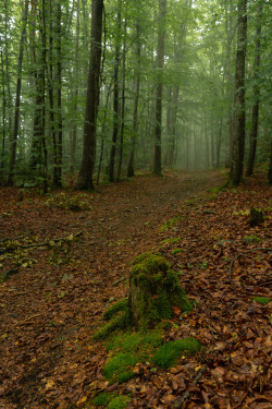 90377:    The Ardeche in Fog by Alex Berger