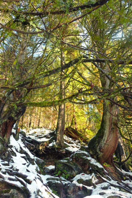 Lynn Canyon, North Vancouver