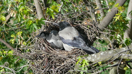 Серая ворона (Corvus cornix).часть 1