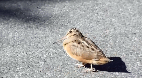 k-eke:  I Love the birds GIFS on the internet sooo much that I wanted to illustrate