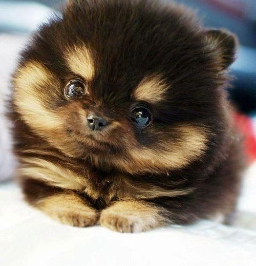 flapjackcat50:  Have some puppies and kittens  Cuteness overload :)