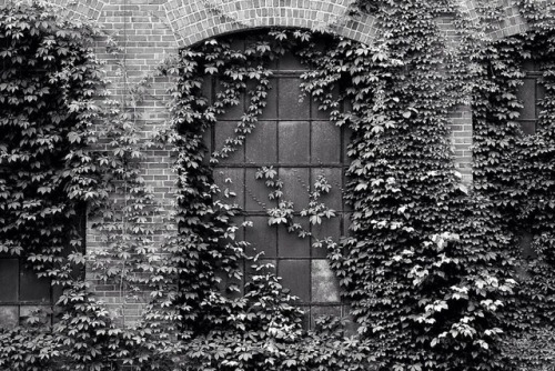 Ivy covered mill windows #windows #oldfactory #oldfactorybuilding #textilemill #ivy #industrial #ind