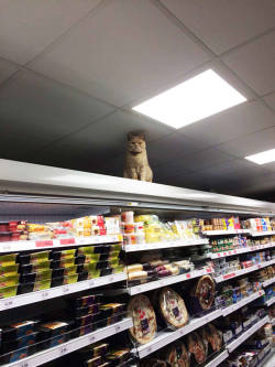 disgustinganimals:  lesliethelesbo:  blazepress:  Fearless Cat Keeps Returning to the London Supermarket He’s Banned From  Fight the system  Just because you’re brave doesn’t mean you’re allowed to climb on top of shelves and judge people. I can’t