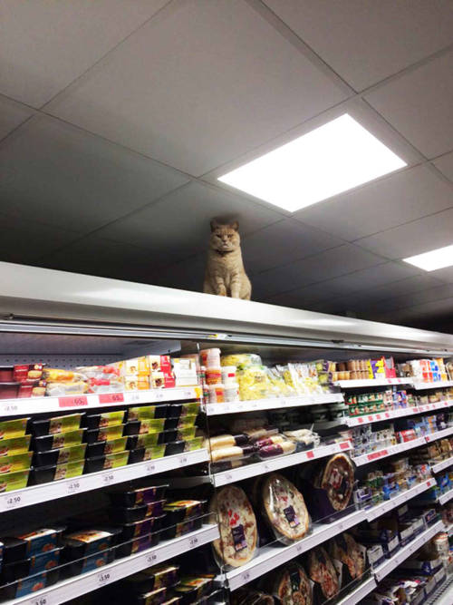 lesliethelesbo: blazepress: Fearless Cat Keeps Returning to the London Supermarket He’s Banned