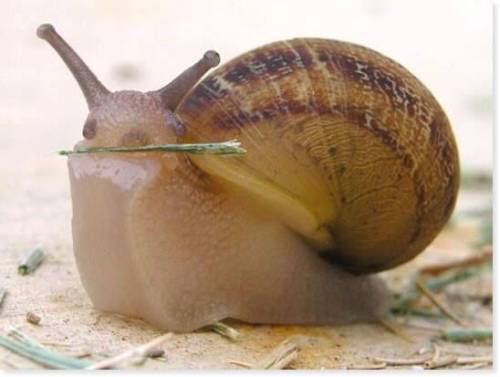 amischiefofmice:  a-fart-has-no-nose:  Can we please just all take a moment and think about how snails are the cUTEST FUCKING THING I HAVE EVER SEEN. HOLY SHIT.  march of the noot noots 
