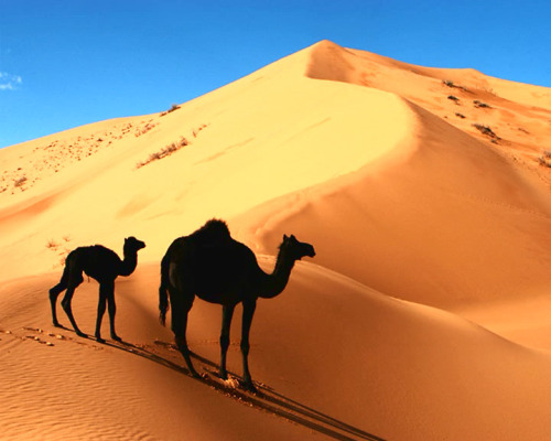 dromedary