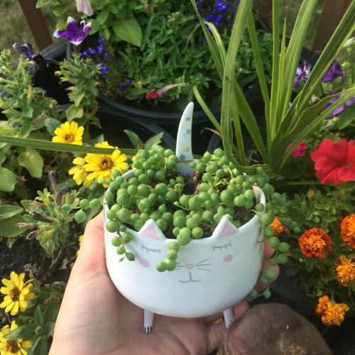 lilcrystalkitty:My little kitty planter is so sweet and cute