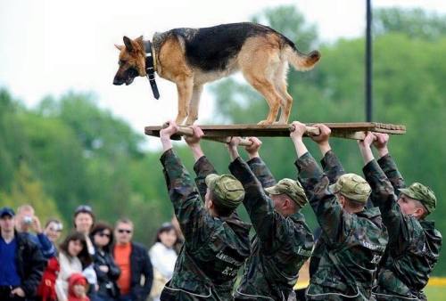 Porn Pics semperannoying:  Military Working Dogs (MWD)