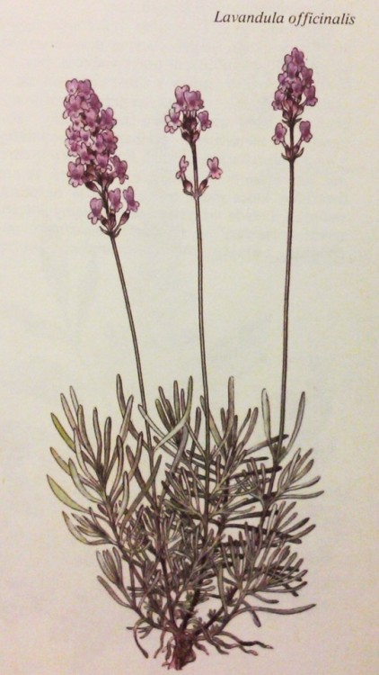 purest-witch:some beautiful old botanical illustrations from a gardening book I own ❀