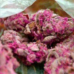 nature420world:  What would you pay for a gram of this? www.naturesgiftunlocked.com #stoner #weed #marijuana #blunts