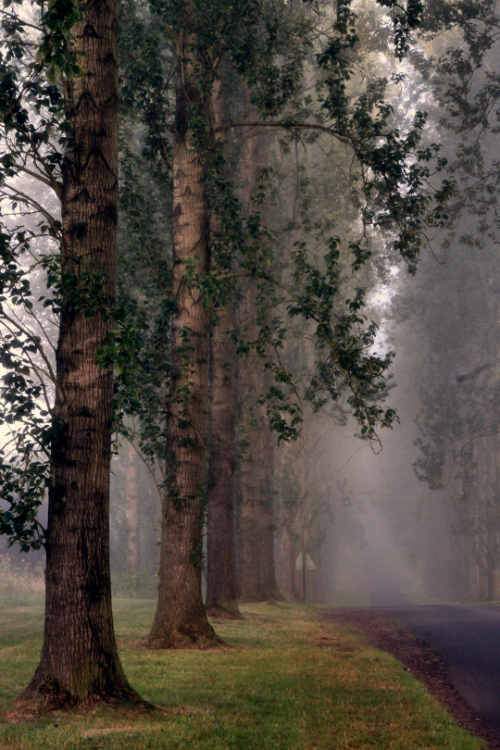 tulipnight:  Mist tree lane by TONY……