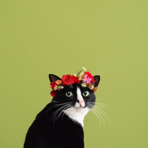 princesscheeto: I am my own muse, the subject I know best.  #CheetoCatlo