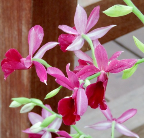 Orchids, Conservatory, United States National Botanical Garden, Washington, DC, 2016.A little color