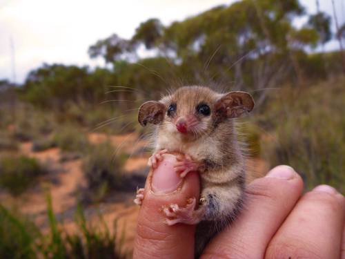 Western Pygmy Possum, “AKA big eared mouse w grabby little hands”
