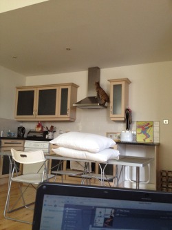 getoutoftherecat:  get down from there cat. how do you even get yourself into these places?!  Crazy kitty! 