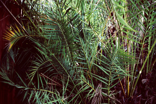 Palm leaves in the back patio, Palm Springs. 