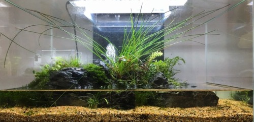 Update of my nano paludarium It is built on a fluval edge with LED from chihiros. Summer has been th