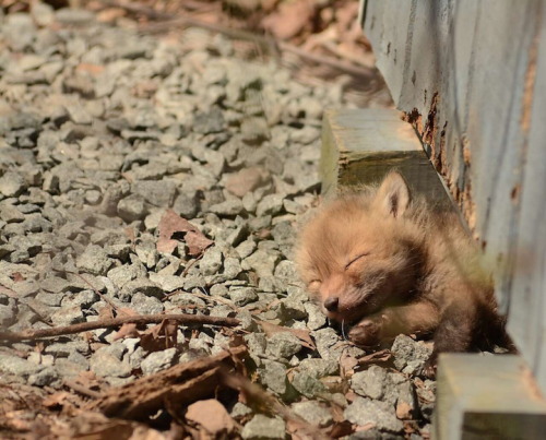 asyoulike: Father and Daughter Find Adorable Baby Foxes in Their Backyard - My Modern Met