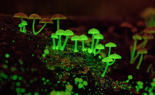 Porn photo nubbsgalore:among bioluminescent organisms,