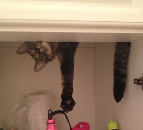 derpycats:Can’t find Bentley? You can often find him hanging like this on the ledge UNDER our sink.