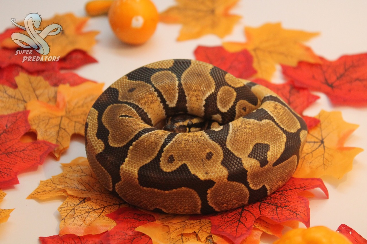 superpredatorsexoticreptiles:  Female Enchi Ball Python She wasn’t feeling very