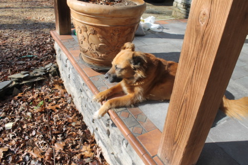 Georgina the dog just relaxing and chillin’.