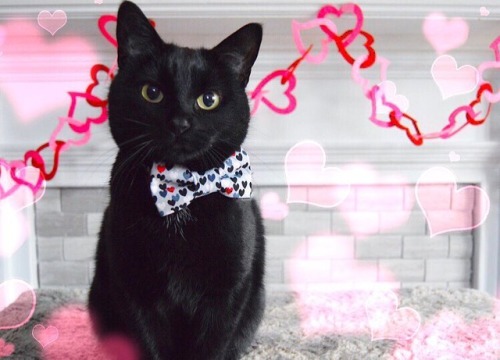 Happy Valentine’s Day to all our #furryvalentines out there! We ❤️ you! #raina #blackcatmafia 