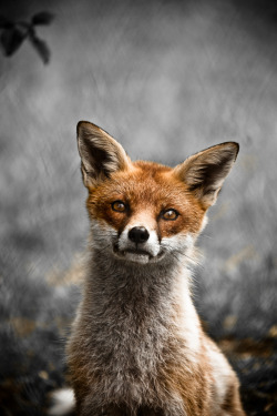 h4ilstorm:  fox  (by Dominic Burch) 