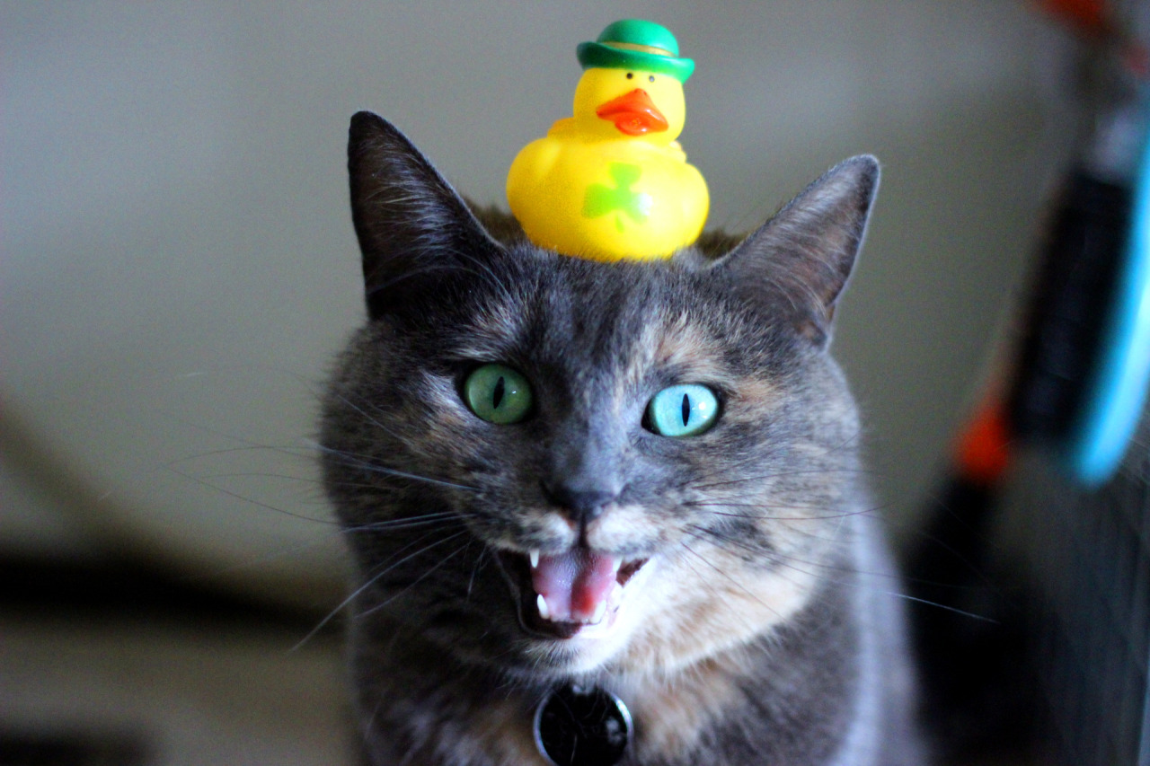 catsbeaversandducks:  Her Name Is Refurb And She Screams A Lot“Cats are just fluff