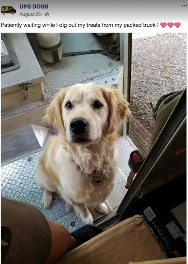 buzzfeed:  UPS DOGS is quite possibly the best group on Facebook.