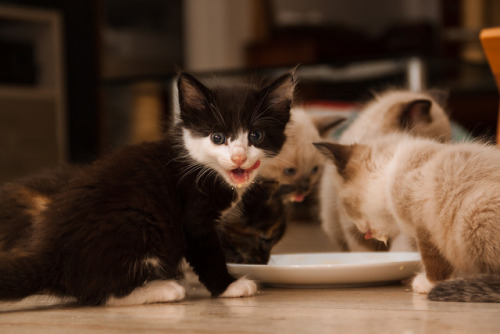 arturvsphotography:They finally learned how to drink milk out of a plate…Well…          most of them