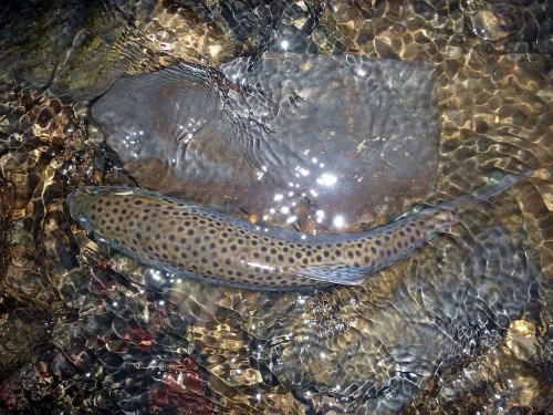 edeltrouts: camouflage