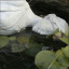 oh-oh-ophelia11