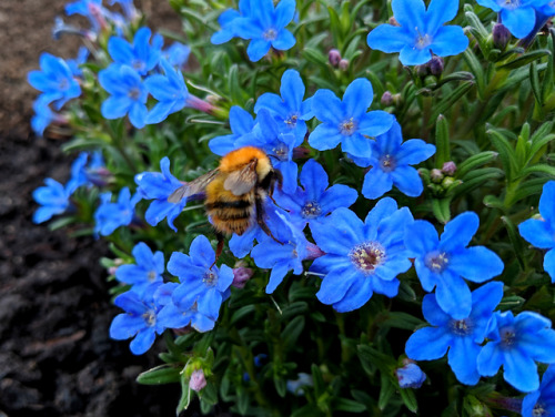 Spring flowers at the allotmentSince I’ve been behind, so, so behind with sharing photos of my plot,