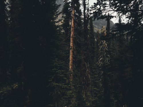 Burstall Pass Trail - Kananaskis Country, Alberta, Canada